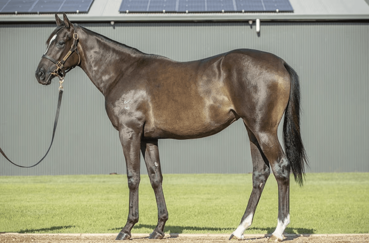 Inglis Classic Purchases 2026