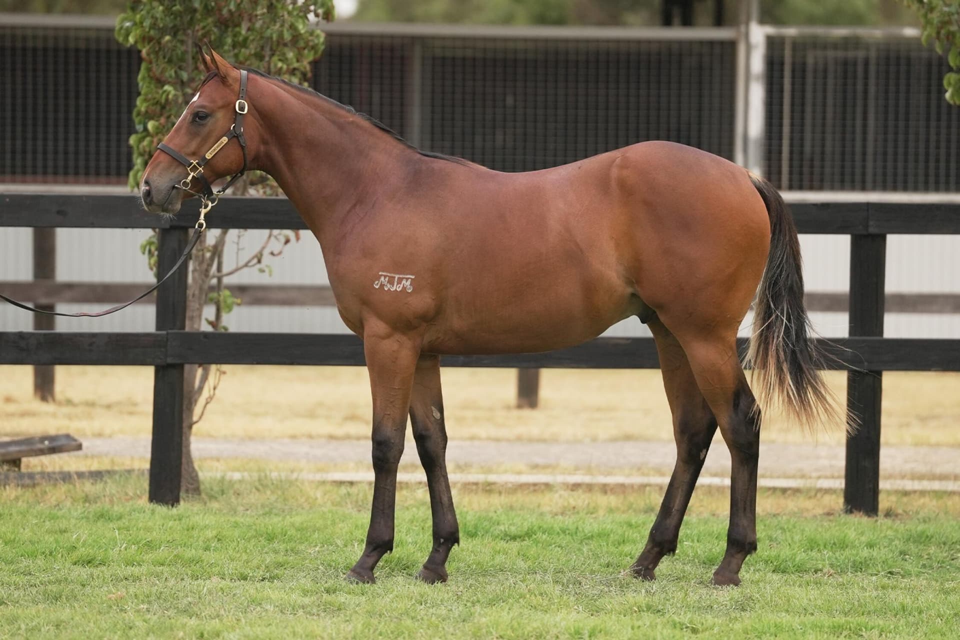 Inglis Premier Purchase 2026